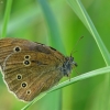 Tamsusis satyras - Aphantopus hyperantus | Fotografijos autorius : Vidas Brazauskas | © Macrogamta.lt | Šis tinklapis priklauso bendruomenei kuri domisi makro fotografija ir fotografuoja gyvąjį makro pasaulį.