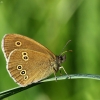 Tamsusis satyras - Aphantopus hyperantus | Fotografijos autorius : Vidas Brazauskas | © Macrogamta.lt | Šis tinklapis priklauso bendruomenei kuri domisi makro fotografija ir fotografuoja gyvąjį makro pasaulį.