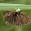 Tamsusis satyras - Aphantopus hyperantus | Fotografijos autorius : Vytautas Gluoksnis | © Macrogamta.lt | Šis tinklapis priklauso bendruomenei kuri domisi makro fotografija ir fotografuoja gyvąjį makro pasaulį.