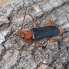 Raudonkrūtis ąžuolgręžis - Phymatodes testaceus | Fotografijos autorius : Romas Ferenca | © Macrogamta.lt | Šis tinklapis priklauso bendruomenei kuri domisi makro fotografija ir fotografuoja gyvąjį makro pasaulį.