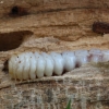 Tanbark borer - Phymatodes testaceus, larva | Fotografijos autorius : Vidas Brazauskas | © Macronature.eu | Macro photography web site