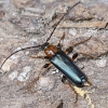 Raudonkrūtis ąžuolgręžis - Phymatodes testaceus | Fotografijos autorius : Kazimieras Martinaitis | © Macronature.eu | Macro photography web site