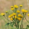 Paprastoji bitkrėslė - Tanacetum vulgare | Fotografijos autorius : Vytautas Gluoksnis | © Macronature.eu | Macro photography web site