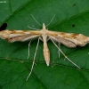 Tansy plume moth - Gillmeria ochrodactyla | Fotografijos autorius : Romas Ferenca | © Macronature.eu | Macro photography web site