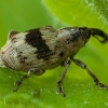 Tapeinotus sellatus | Fotografijos autorius : Žilvinas Pūtys | © Macronature.eu | Macro photography web site