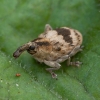 Šilinginis straubliukas - Tapeinotus sellatus | Fotografijos autorius : Žilvinas Pūtys | © Macronature.eu | Macro photography web site