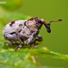 Tapeinotus sellatus | Fotografijos autorius : Lukas Jonaitis | © Macronature.eu | Macro photography web site