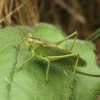 Tettigonia cantans - Žiogas giesmininkas | Fotografijos autorius : Vidas Brazauskas | © Macrogamta.lt | Šis tinklapis priklauso bendruomenei kuri domisi makro fotografija ir fotografuoja gyvąjį makro pasaulį.