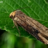 The Flame - Axylia putris  | Fotografijos autorius : Gintautas Steiblys | © Macronature.eu | Macro photography web site