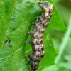 The Flame - Axylia putris, caterpillar | Fotografijos autorius : Vidas Brazauskas | © Macronature.eu | Macro photography web site