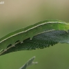 The Herald - Scoliopteryx libatrix, caterpillar | Fotografijos autorius : Gintautas Steiblys | © Macronature.eu | Macro photography web site