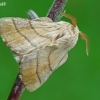 The Lackey - Malacosoma neustria  | Fotografijos autorius : Gintautas Steiblys | © Macronature.eu | Macro photography web site