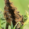 The Lackey - Malacosoma neustria, caterpillars | Fotografijos autorius : Ramunė Vakarė | © Macronature.eu | Macro photography web site