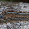 The Lackey - Malacosoma neustria, caterpillar | Fotografijos autorius : Žilvinas Pūtys | © Macronature.eu | Macro photography web site