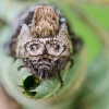 The Spectacle | Abrostola tripartita | Fotografijos autorius : Darius Baužys | © Macronature.eu | Macro photography web site