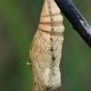 The unfortunate swallowtail pupa | Fotografijos autorius : Gintautas Steiblys | © Macronature.eu | Macro photography web site