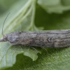 Theresian moth - Lamoria anella ♂ | Fotografijos autorius : Žilvinas Pūtys | © Macronature.eu | Macro photography web site