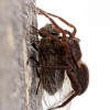 Thin-legged wolf spider - Pardosa sp. | Fotografijos autorius : Ramunė Činčikienė | © Macronature.eu | Macro photography web site