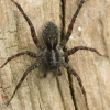 Šuolininkas - Pardosa sp. | Fotografijos autorius : Vidas Brazauskas | © Macronature.eu | Macro photography web site