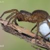 Thin-legged wolf spider - Pardosa sp. | Fotografijos autorius : Arūnas Eismantas | © Macronature.eu | Macro photography web site