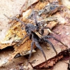 Thin-legged wolf spider - Pardosa sp. | Fotografijos autorius : Romas Ferenca | © Macronature.eu | Macro photography web site