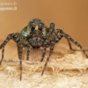 Thin-legged wolf spider - Pardosa sp. | Fotografijos autorius : Darius Baužys | © Macronature.eu | Macro photography web site