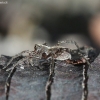 Thin-legged wolf spider - Pardosa sp. | Fotografijos autorius : Vytautas Gluoksnis | © Macronature.eu | Macro photography web site