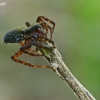 Thin-legged wolf spider - Pardosa sp. | Fotografijos autorius : Gintautas Steiblys | © Macronature.eu | Macro photography web site