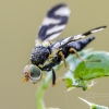 Thistle Stem Gall-fly | Urophora cardui | Fotografijos autorius : Darius Baužys | © Macronature.eu | Macro photography web site