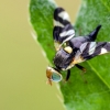Thistle Stem Gall-fly | Urophora cardui | Fotografijos autorius : Darius Baužys | © Macronature.eu | Macro photography web site