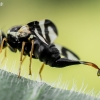Thistle Stem Gall-fly - Urophora cardui  | Fotografijos autorius : Oskaras Venckus | © Macronature.eu | Macro photography web site