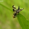 Thistle Stem Gall-fly - Urophora cardui | Fotografijos autorius : Nomeda Vėlavičienė | © Macronature.eu | Macro photography web site