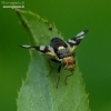 Thistle Stem Gall-fly - Urophora cardui | Fotografijos autorius : Romas Ferenca | © Macronature.eu | Macro photography web site