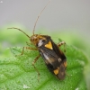 Three-spotted nettle bug - Liocoris tripustulatus | Fotografijos autorius : Vidas Brazauskas | © Macronature.eu | Macro photography web site