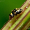 Three-spotted nettle bug - Liocoris tripustulatus | Fotografijos autorius : Romas Ferenca | © Macronature.eu | Macro photography web site