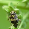 Three-spotted nettle bug - Liocoris tripustulatus | Fotografijos autorius : Vidas Brazauskas | © Macronature.eu | Macro photography web site