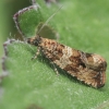 Thyme Marble - Celypha cespitana | Fotografijos autorius : Gintautas Steiblys | © Macronature.eu | Macro photography web site