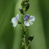 Čiobralapė veronika - Veronica serpyllifolia | Fotografijos autorius : Vidas Brazauskas | © Macronature.eu | Macro photography web site