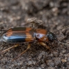 Tiesiadėmis pievažygis - Badister lacertosus | Fotografijos autorius : Žilvinas Pūtys | © Macrogamta.lt | Šis tinklapis priklauso bendruomenei kuri domisi makro fotografija ir fotografuoja gyvąjį makro pasaulį.