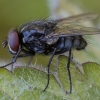 Tikramusė - Polietes domitor ♂ | Fotografijos autorius : Žilvinas Pūtys | © Macrogamta.lt | Šis tinklapis priklauso bendruomenei kuri domisi makro fotografija ir fotografuoja gyvąjį makro pasaulį.