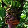 Tikrasis bananas - Musa paradisiaca | Fotografijos autorius : Gintautas Steiblys | © Macrogamta.lt | Šis tinklapis priklauso bendruomenei kuri domisi makro fotografija ir fotografuoja gyvąjį makro pasaulį.