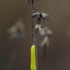 Tikrasis pjūklelis - Tenthredinidae, lerva | Fotografijos autorius : Žilvinas Pūtys | © Macrogamta.lt | Šis tinklapis priklauso bendruomenei kuri domisi makro fotografija ir fotografuoja gyvąjį makro pasaulį.