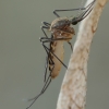 Paprastasis uodas - Culex pipiens | Fotografijos autorius : Gintautas Steiblys | © Macrogamta.lt | Šis tinklapis priklauso bendruomenei kuri domisi makro fotografija ir fotografuoja gyvąjį makro pasaulį.