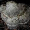 Tikroji pintis - Fomes fomentarius | Fotografijos autorius : Aleksandras Stabrauskas | © Macrogamta.lt | Šis tinklapis priklauso bendruomenei kuri domisi makro fotografija ir fotografuoja gyvąjį makro pasaulį.