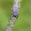 Timberman Beetle | Acanthocinus aedilis | Fotografijos autorius : Darius Baužys | © Macronature.eu | Macro photography web site