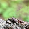 Timberman Beetle - Acanthocinus aedilis | Fotografijos autorius : Kazimieras Martinaitis | © Macronature.eu | Macro photography web site
