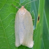 Timothy Tortrix - Zelotherses paleana | Fotografijos autorius : Kazimieras Martinaitis | © Macronature.eu | Macro photography web site