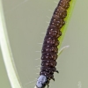 Timothy tortrix caterpillar | Fotografijos autorius : Darius Baužys | © Macronature.eu | Macro photography web site