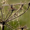 Tipulidae - Ilgakojis uodas | Fotografijos autorius : Alma Totorytė | © Macrogamta.lt | Šis tinklapis priklauso bendruomenei kuri domisi makro fotografija ir fotografuoja gyvąjį makro pasaulį.