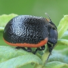 Toadflax Leaf Beetle - Chrysolina sanguinolenta | Fotografijos autorius : Gintautas Steiblys | © Macronature.eu | Macro photography web site